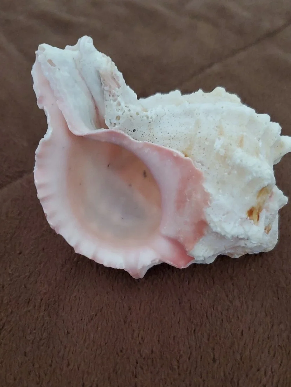Natural Seashells Pink Murex Seashell Beach Coastal Decor Crafts Nautical